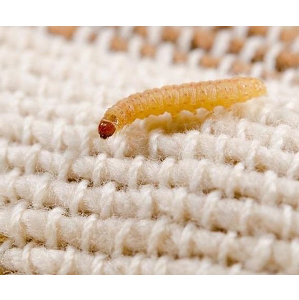 بید زدگی فرش دستباف