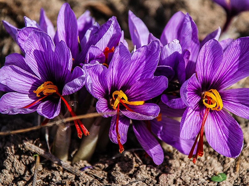 رنگ آمیزی با گلبرگ زعفران