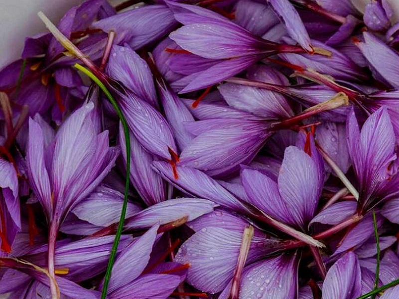 رنگ آمیزی با گلبرگ زعفران