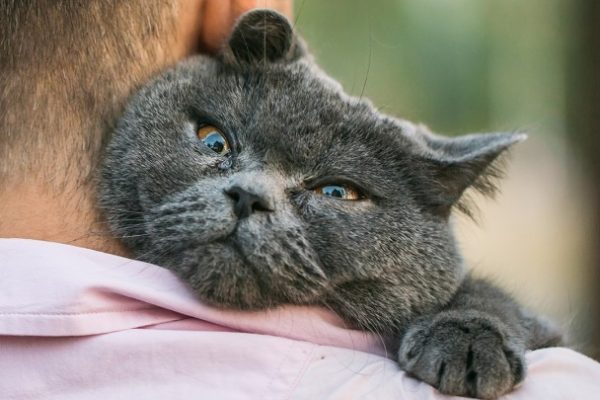 دلیل علاقه انسان به گربه